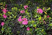 Alpenrosen blühen am Wegrand (Foto: Marikka-Laila Maisel)